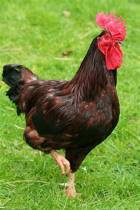 Rhode Island Red Hens images