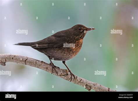 Blackbird (Turdus merula), female Stock Photo - Alamy