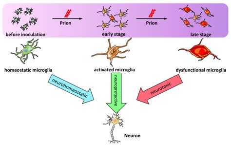 IJMS | Free Full-Text | Neuroinflammation in Prion Disease