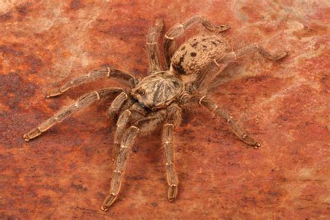 What Is an Old World Tarantula? | Keeping Exotic Pets