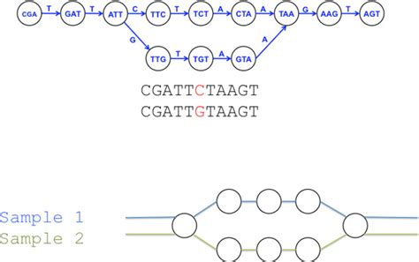 Bubble structures formed in De Bruijn graphs by SNPs. Bubble structures ...