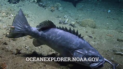 Video: Unusual sighting of grouper eating a shark - YouTube