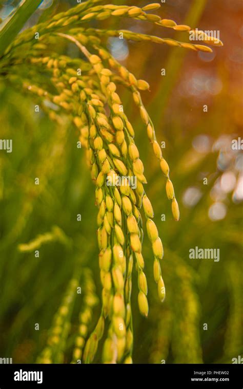 Harvest season of rice Stock Photo - Alamy