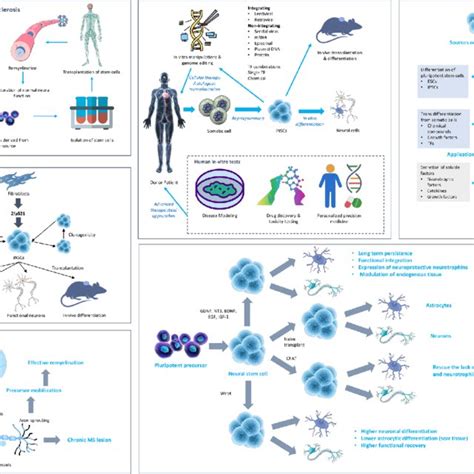 Treating multiple sclerosis using neural stem cell engineering, This ...