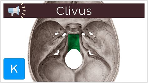 Clivus | Anatomical Terms Pronunciation by Kenhub - YouTube