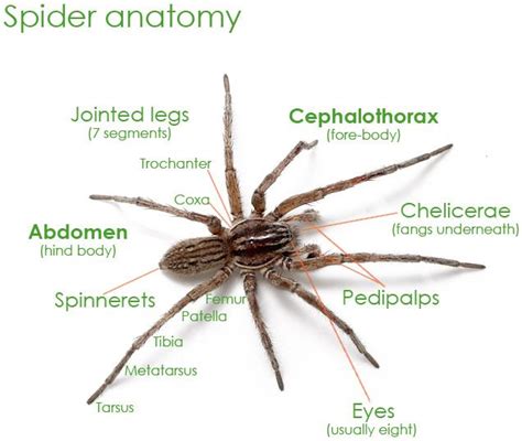 Spider Anatomy | Entomology | Pinterest | Spider, Australian spider and ...