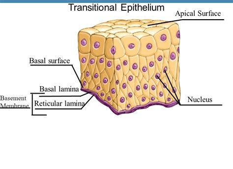 Pin by Jm Delacruz on epithelium | Tissue, Content, Image types