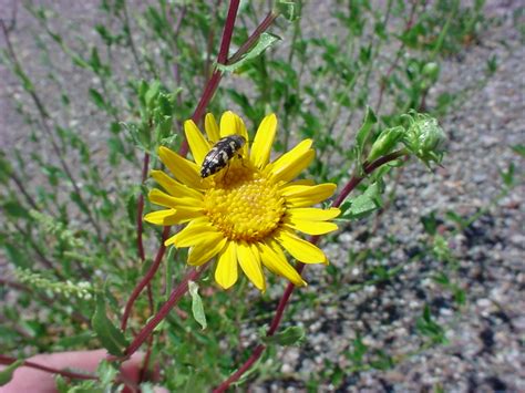 Vascular Plants of the Gila Wilderness-- Grindelia squarrosa