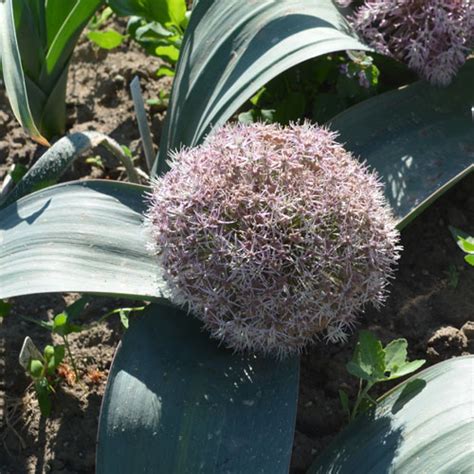 Seeds 2023 Allium I-Z | Nova Zahrada nursery