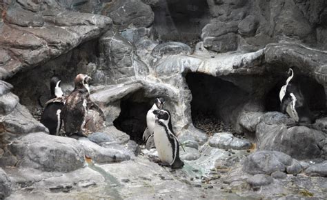 Penguin Encounter at Aquarium of Niagara in Niagara Falls, U.S.A ...