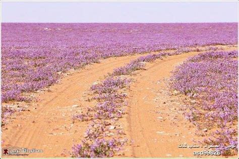 El Nino covers arid Saudi Arabia desert in flowers - Strange Sounds