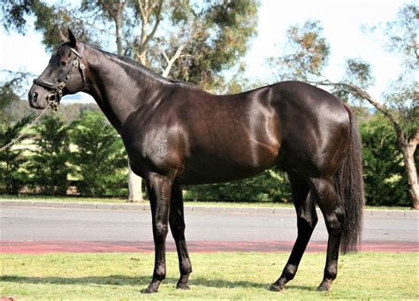 Shamus Award - Stallion | Breednet