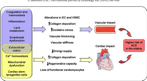 Pathophysiology of acute coronary syndromes in the elderly. | Semantic ...