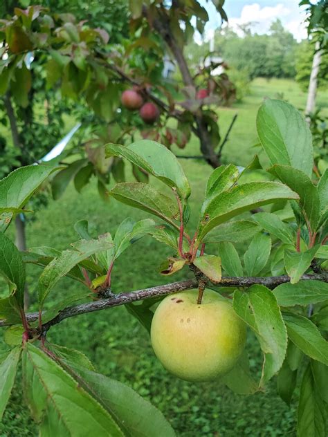 Satsuma plum - Page 2 - General Fruit Growing - Growing Fruit