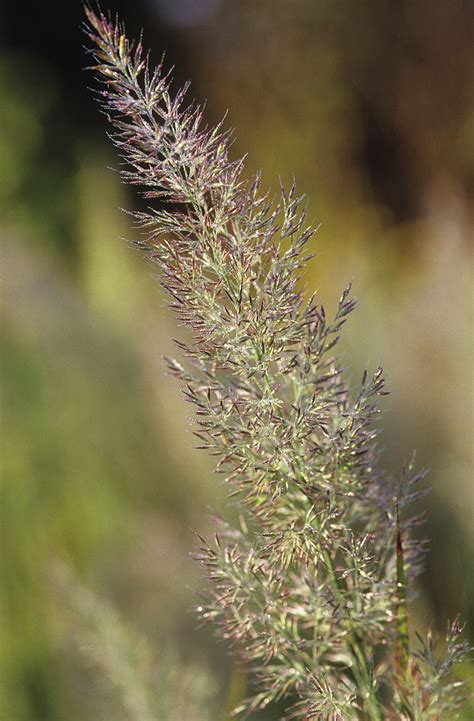 Flowering Grasses: Uncommon Varieties - Fine Gardening