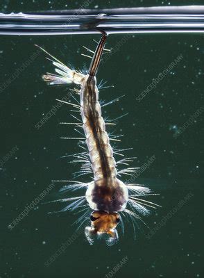 Culex pipiens mosquito larva - Stock Image - Z341/0121 - Science Photo ...