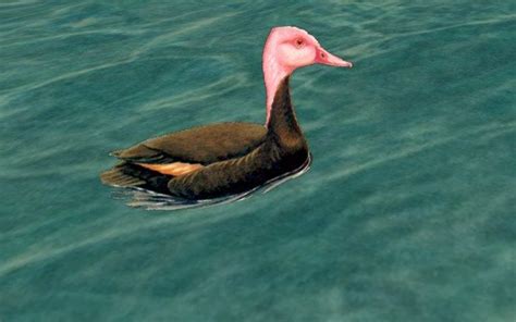 Extinct Species Pink Head Duck