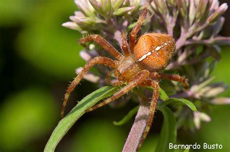 RÍA DE LA VILLA: Araña de jardín