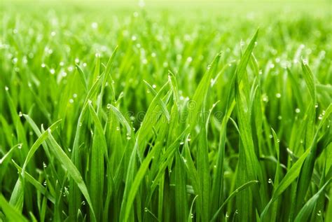 Fresh grass with dew drops stock image. Image of contrast - 18406989