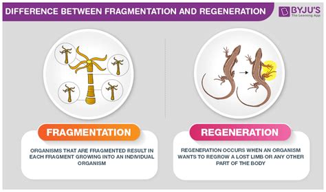 What is the Difference Between Fragmentation and Regeneration