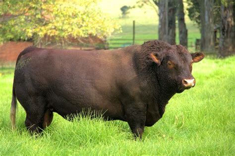 Sussex bull Beef Farming, Cattle Farming, Livestock, Reptiles Pet, Mammals, Farm Animals, Cute ...