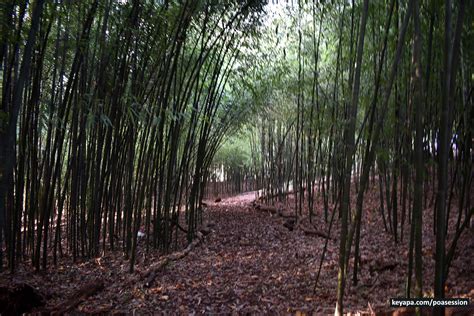 Sejarah Poaceae: The Secret Bamboo Forest at Rutgers Gardens, NJ