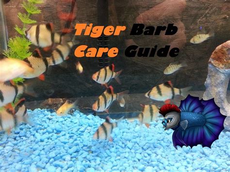 How to Breed Tiger Barbs, Sexing Tiger Barbs, Raising Fry - YouTube