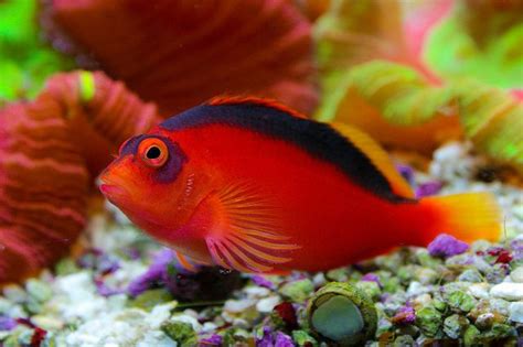 What's currently in my tank: Flame Hawkfish (Neocirrhites armatus ...