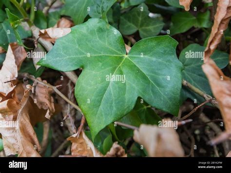 Lobed leaf hi-res stock photography and images - Alamy