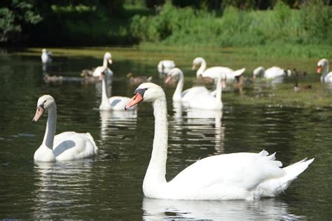 Premium Photo | Swans in the pond