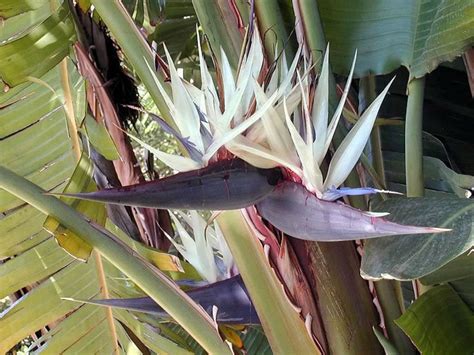 Strelitzia nicolai (Giant White Bird of Paradise) - World of Flowering ...