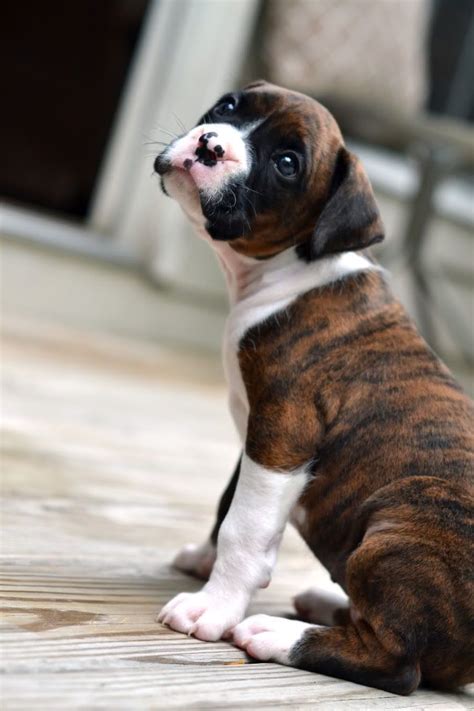 A Brindle Boxer #puppy ~ Beautiful !!! | Boxer dogs, Super cute puppies ...