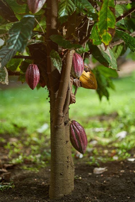 Cacao tree plant | Nature Stock Photos ~ Creative Market