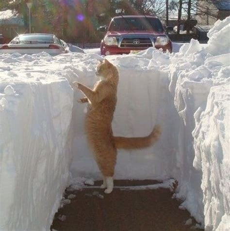 20+ Photos Proving That Cats and Snow Are Not Meant for Each Other / Bright Side