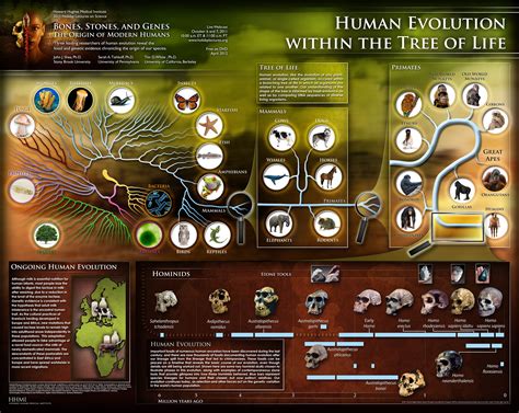 Human Evolution Within the Tree of Life