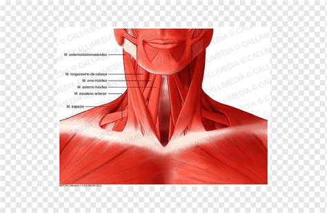 Sternocleidomastoid muscle Anatomi kepala dan leher Tubuh manusia, Otot leher, lain-lain, kepala ...