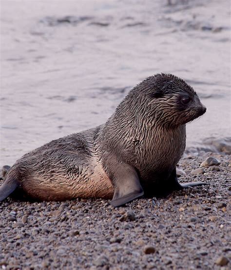 Fur seals – Australian Antarctic Program