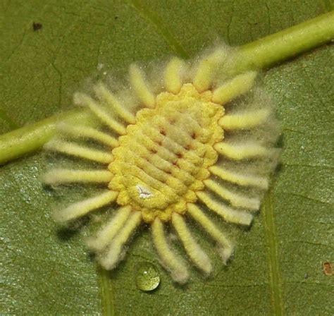 Soft Scale Insect (Icerya sp.) Flying Lantern, Scale Insects, Natural Wonders, Image Shows ...