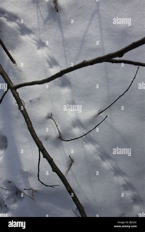 mouse tracks snow ohio Stock Photo - Alamy