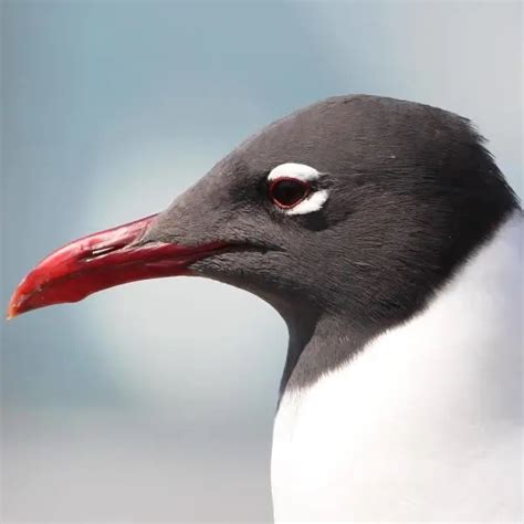 Laughing Gull - Facts, Diet, Habitat & Pictures on Animalia.bio