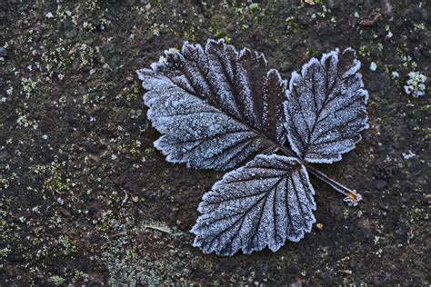 Frozen Leaves | on concrete floor Sony A7RIII with FE 90mm F… | Flickr