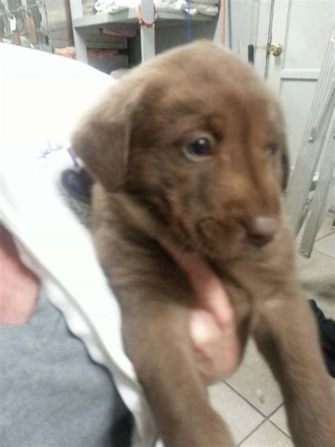 chocolate lab mix puppy! Lab Mix Puppies, Clients, Super Cute, Chocolate, Dogs, Animals ...