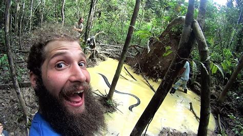 [最も好ましい] anaconda amazon river piranha 206367