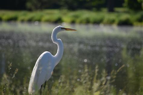 Great Egret — Forest Park Living Lab