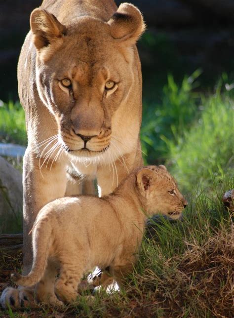 Sacramento Lion Cub Trio Going Public - ZooBorns