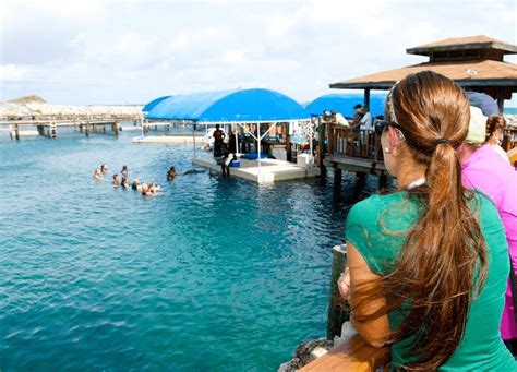 Enter Into Dolphinland, Nassau Bahamas - Swimming with Dolphins 1-800 ...