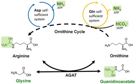 Reconstitution of the Ornithine Cycle with Arginine:Glycine Amidinotransferase to Engineer ...