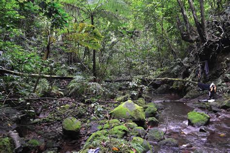 Luzon montane rain forests - Wikiwand