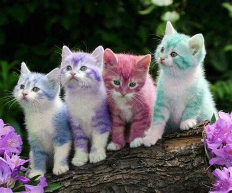 pastel kittens (yes, I know it is photoshopped but I like it) | Animals - Cats and Kittens ...