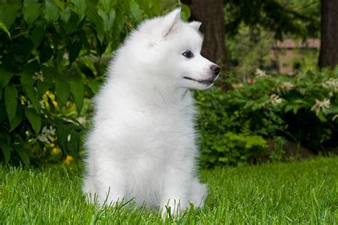 American Eskimo Dog Puppies For Sale